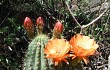 Preview photo Echinopsis rowleyi