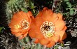 Preview photo Echinopsis rowleyi