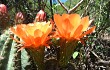 Anteprima di Echinopsis rowleyi