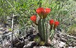 Anteprima di Echinopsis rowleyi