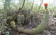 Anteprima di Echinopsis rowleyi