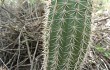 Preview photo Echinopsis rowleyi