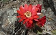 Anteprima di Echinopsis rowleyi