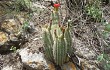 Anteprima di Echinopsis rowleyi