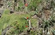 Preview photo Echinopsis rowleyi