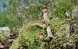 Anteprima di Echinopsis rowleyi