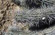 Preview photo Echinopsis sextoniana