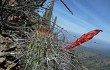 Preview photo Echinopsis sextoniana