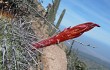 Preview photo Echinopsis sextoniana