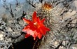 Preview photo Echinopsis sextoniana