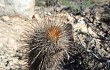 Preview photo Echinopsis sextoniana