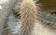 Anteprima di Echinopsis sextoniana