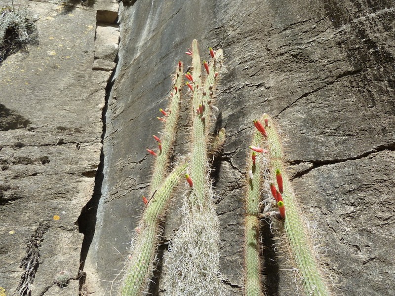 Photograph Echinopsis smaragdiflora in habitat