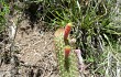 Vista previa de Echinopsis smaragdiflora