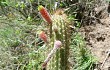 Preview photo Echinopsis smaragdiflora