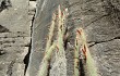 Anteprima di Echinopsis smaragdiflora