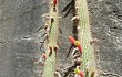 Preview photo Echinopsis smaragdiflora