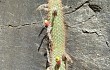 Preview photo Echinopsis smaragdiflora