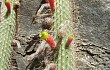 Anteprima di Echinopsis smaragdiflora