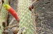 Preview photo Echinopsis smaragdiflora