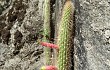 Preview photo Echinopsis smaragdiflora