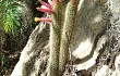 Preview photo Echinopsis smaragdiflora