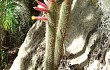 Anteprima di Echinopsis smaragdiflora