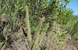 Anteprima di Echinopsis smaragdiflora