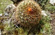 Vista previa de Echinopsis urbis-regum