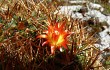 Preview photo Echinopsis urbis-regum