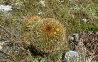 Preview photo Echinopsis urbis-regum