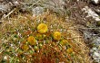 Anteprima di Echinopsis urbis-regum