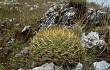 Preview photo Echinopsis urbis-regum