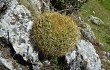 Anteprima di Echinopsis urbis-regum