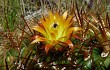 Preview photo Echinopsis urbis-regum