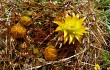 Anteprima di Echinopsis urbis-regum