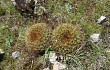 Anteprima di Echinopsis urbis-regum