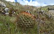 Anteprima di Echinopsis urbis-regum