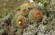 Vista previa de Echinopsis urbis-regum