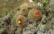 Preview photo Echinopsis urbis-regum