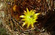 Anteprima di Echinopsis urbis-regum