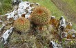 Anteprima di Echinopsis urbis-regum