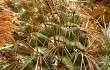 Anteprima di Echinopsis urbis-regum