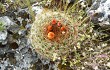 Anteprima di Echinopsis urbis-regum