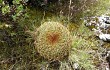 Preview photo Echinopsis urbis-regum