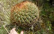 Anteprima di Echinopsis urbis-regum