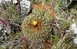 Anteprima di Echinopsis urbis-regum