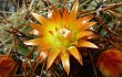 Preview photo Echinopsis urbis-regum