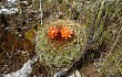 Anteprima di Echinopsis urbis-regum