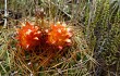 Preview photo Echinopsis urbis-regum